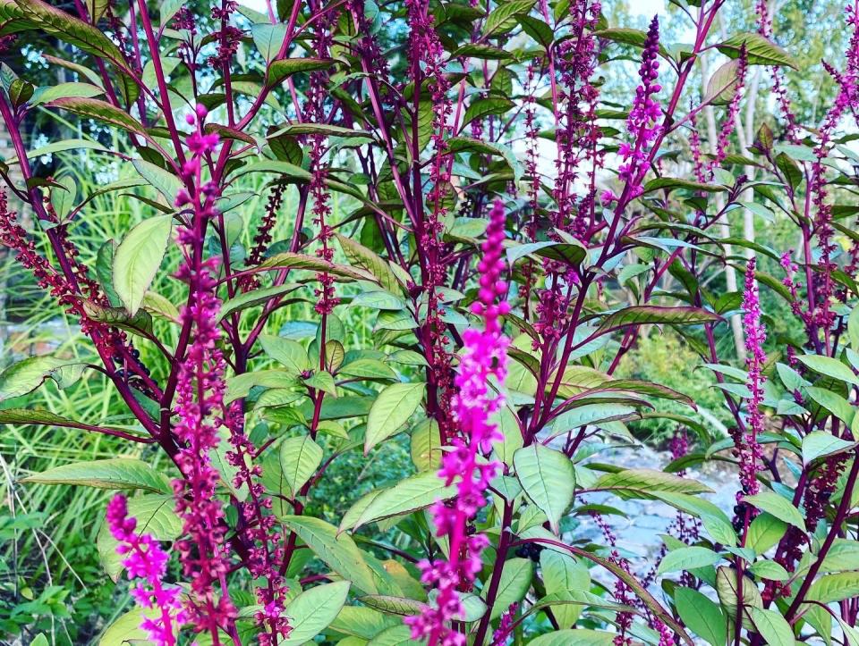 【　秋から冬のティーハウスガーデン　】