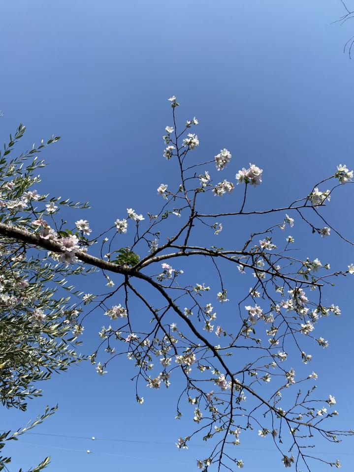 【秋の桜　咲き始め】