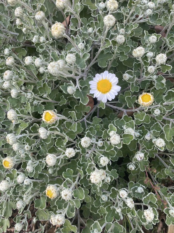 【秋の桜　咲き始め】