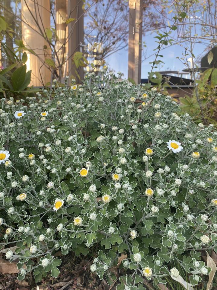 【秋の桜　咲き始め】