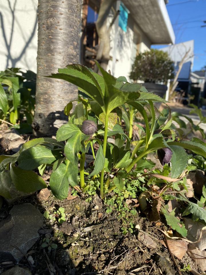 【第二・第四　月曜日しばらく営業します】