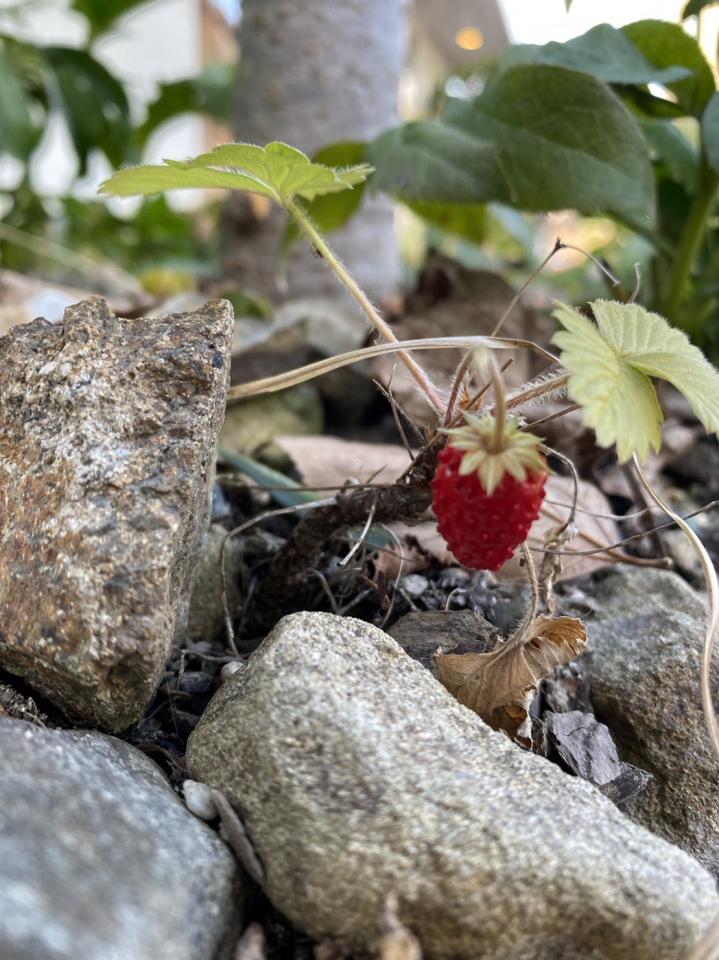 【第二・第四　月曜日しばらく営業します】