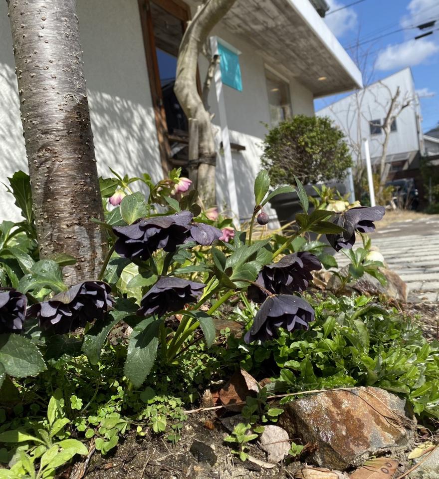 【春のティーハウス】