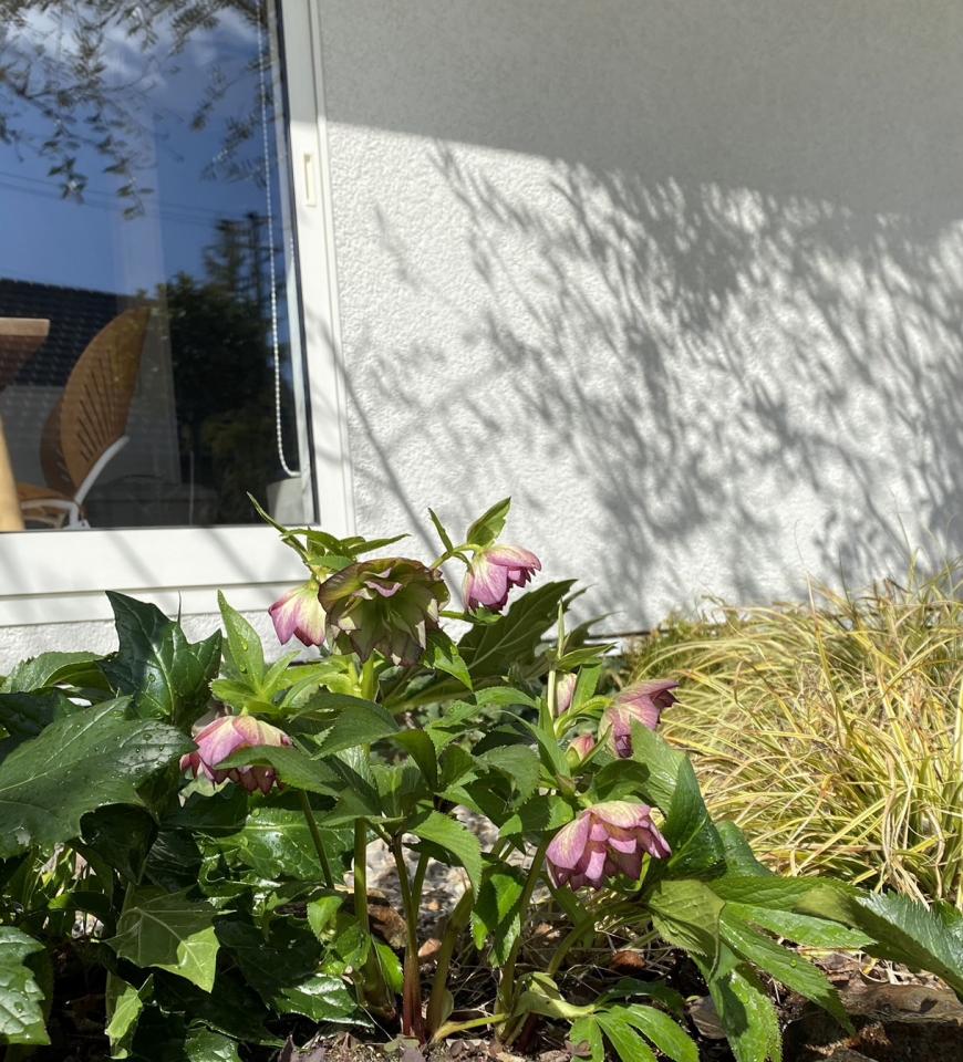 【春のティーハウス】