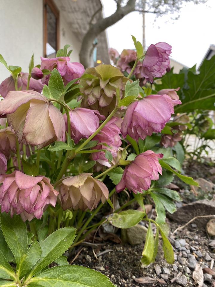 【月曜日の営業日とティーハウスのお庭】