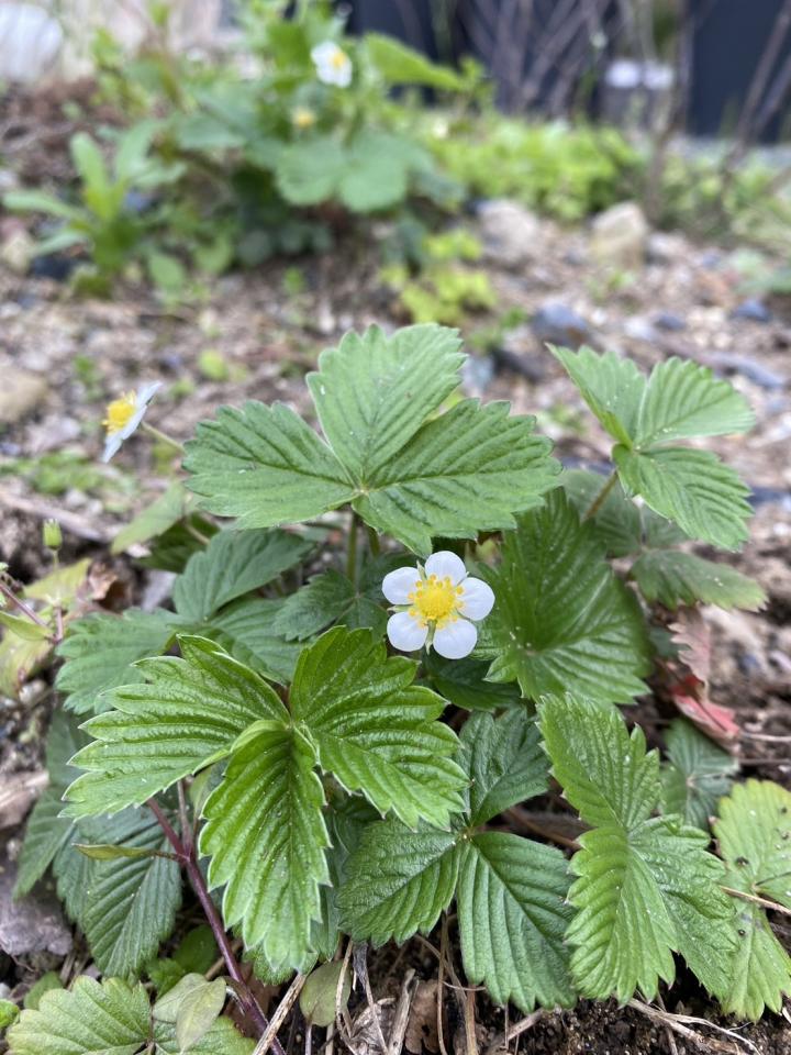 【月曜日の営業日とティーハウスのお庭】